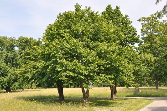 Corylus colurna